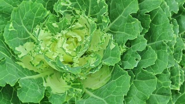 Ornamental cabbage