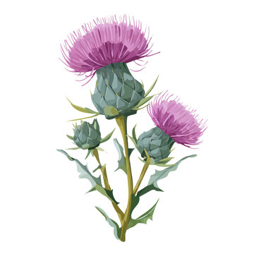 Milk Thistle, 2D flat vector illustration in icon style, isolated on a white background
