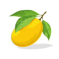 Flat 2D Mango vector illustration, icon graphic on white background