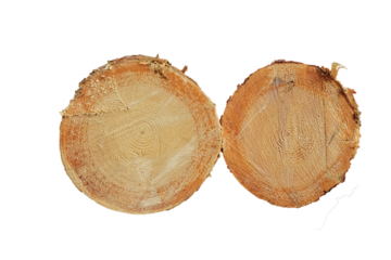 a stack of felled trees. harvesting firewood, wood, wood. clearing. Tree disease. cross-section of the tree. timber harvesting. Circles, pine