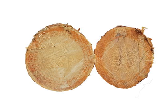 a stack of felled trees. harvesting firewood, wood, wood. clearing. Tree disease. cross-section of the tree. timber harvesting. Circles, pine
