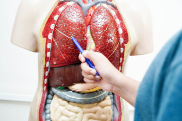 Asian student learning with human body model in anatomy biology in classroom at high school.