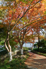 Naklejka premium The Xinzhuang Park in Minhang District, Shanghai, China, is a picturesque sight in the golden autumn.