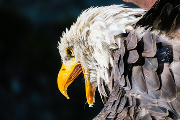 Adler
