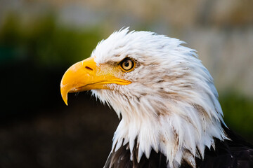 Adler