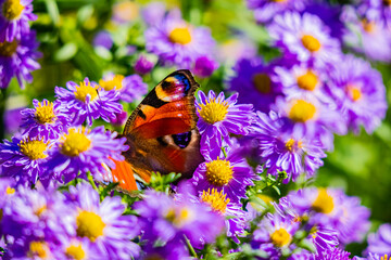 Pfauenauge Schmetterling