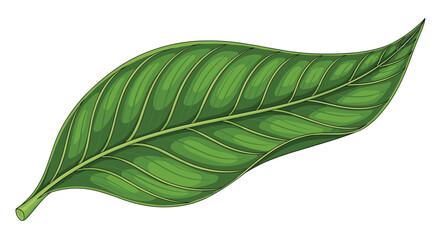Obraz premium A vibrant green leaf illustration with detailed venation, showcasing freshness and natural beauty, isolated on a white background.