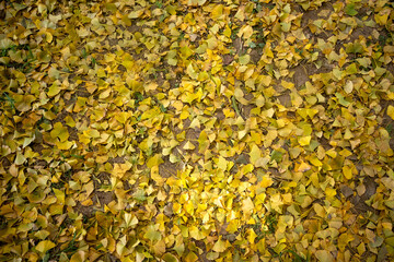 Top View of Fallen Yellow Ginkgo Leaves Covering the Ground in Autumn, Golden Carpet Texture