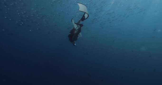 Freediver woman underwater swims with school of tuna fish in blue ocean