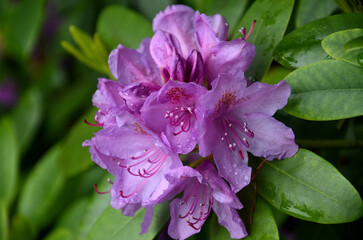 Fototapeta premium Rhododendron blossoms and buds in summer light
