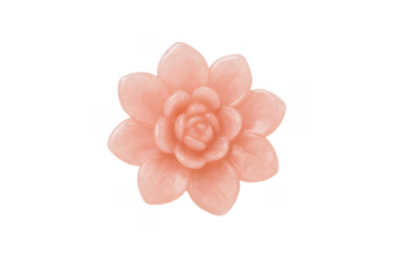 Pink watercolor succulent echeveria flower blooming on transparent background