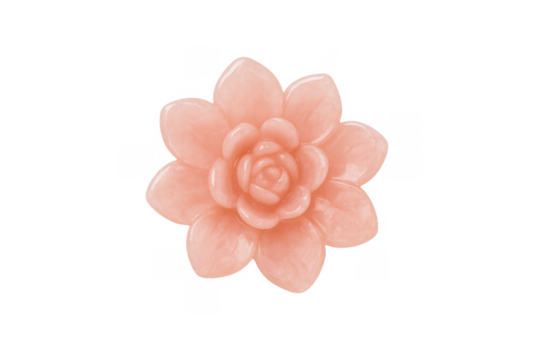 Pink watercolor succulent echeveria flower blooming on transparent background