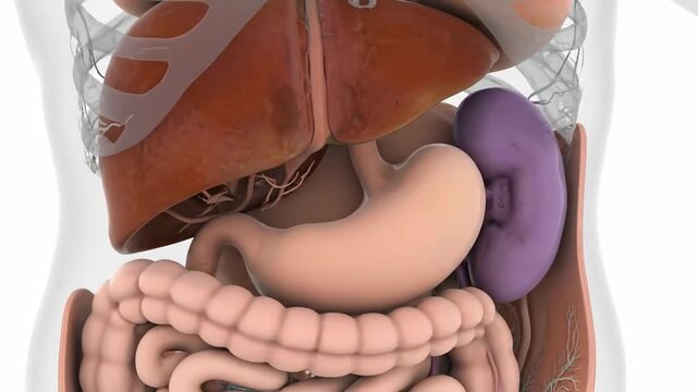 Animated human internal organs display, demonstrating liver, stomach, kidney, intestines for medical education or health related visualization, 3D