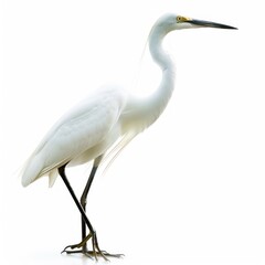 Elegant White Egret by Water