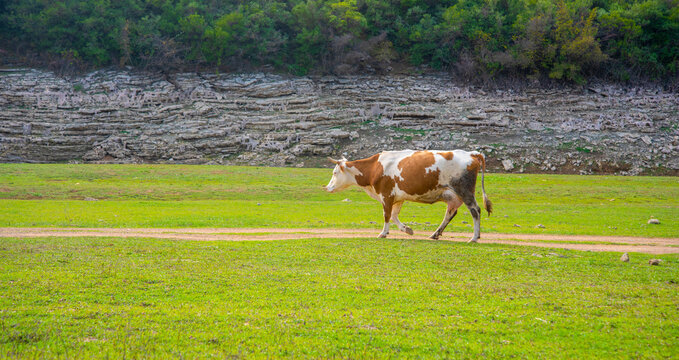 Cow leisurely walks along a dirt path near a rocky hillside surrounded by lush greenery on a sunny day
