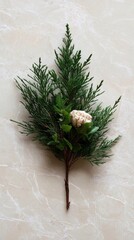 Natural evergreen branch with pine cone on marble background