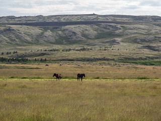 horses Reykjadalur valley in Iceland