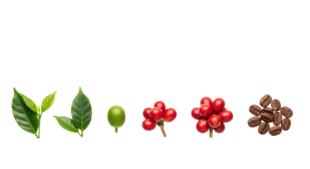 Vibrant green coffee leaves, unripe berry, ripe red berries, and roasted brown beans flat lay on transparent background, copy space, illustrating coffee lifecycle and natural quality