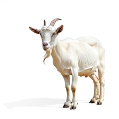 Fierce Barracuda Swimming Underwater