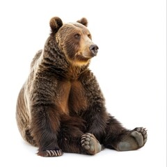 Fototapeta premium Majestic Bear in Natural Habitat