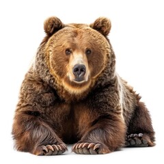 Obraz premium Majestic Bear in Natural Habitat