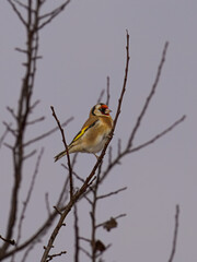 European goldfinch ( (Carduelis carduelis) sitting on a branch