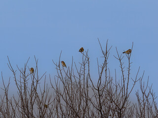 a few goldfinches sitting on a tree( (Carduelis carduelis) 