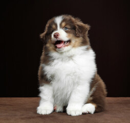 Cute little American Miniature Shepherd puppy on a brown background. Little fluffy puppy
