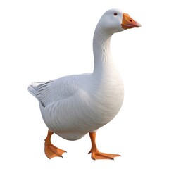 Obraz premium Elegant white goose gracefully walking isolated on transparent background, showcasing its pristine plumage and orange beak