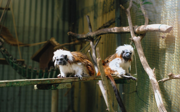 Pair of Cotton-top Tamarins sitting on a wooden plank inside a zoo enclosure or wildlife sanctuary.