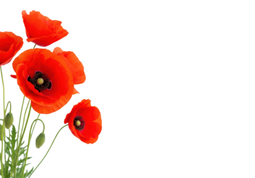 Vibrant red poppies with black centers and green stems, some sharp in foreground, others blurred, against a transparent background with copy space, concept of purity, new beginnings, and clarity