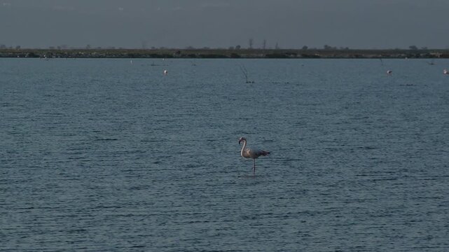 Multiple flamingos standing calmly in water captured in beautiful slow motion at Izmir Sasalı Bird Paradise