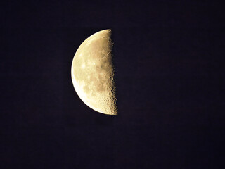 half-moon (luna dimidiata) © Nathalie Stockert