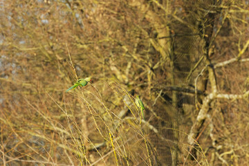 Two ring-necked parakeets on thin branches in the sun, green parakeets surrounded by brown, thin, leafless branches, ring-necked parakeet in the sun, Psittacula krameri