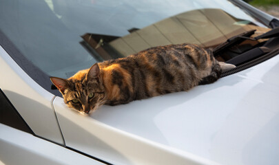 Cat relaxing on the hood of a white vehicle in the afternoon sun outside a suburban home