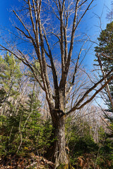 Large deciduous tree standing in a forest at Norikura Highlands under a clear blue sky