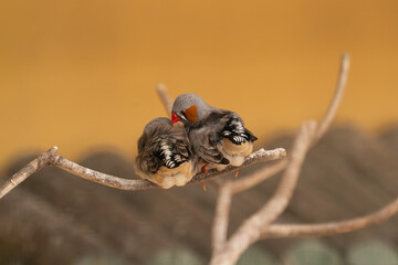 Two zebra finches resting closely on a bare branch. One bird is partially obscured.