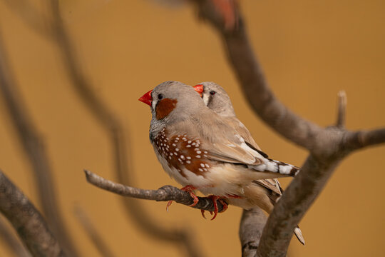 Two zebra finches perched closely on a branch. One bird shows orange cheek patch and striped tail.