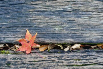 木道に落ちる一葉の紅葉