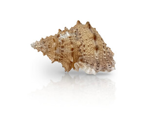 Single Murex seashell isolated on transparent background, detailed and textured with natural spikes and earthy tones