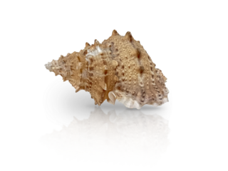 Single Murex seashell isolated on transparent background, detailed and textured with natural spikes and earthy tones