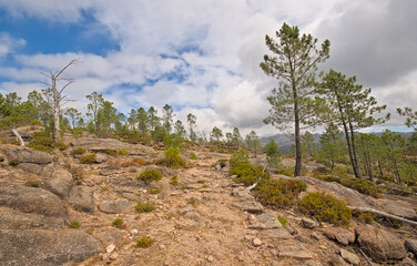 Mountain landscape with rocks and pine trees in Penada-Geres national park, Portugal