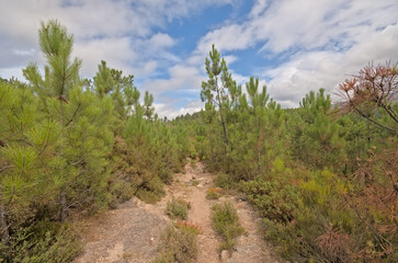 hiking trail through a mountain landscape with shrubs and pine trees under a cloudy sky in Penada Geres national park, Portugal 