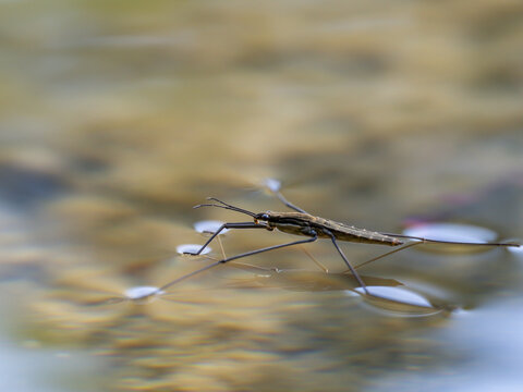 Water strider (Gerridae)