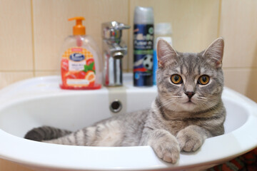 Young grey cat in bathroom close-up