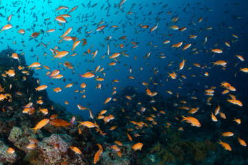 ハナダイパラダイス