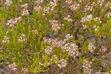 Overblown flowers of a heather bush, selective focus - erika 