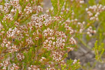 Overblown flowers of a heather bush, selective focus - erika 