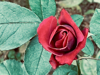 深紅のバラのロマンティックなクローズアップ写真