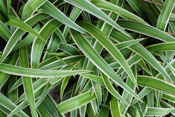 Close up spider plant of green grass decorated in the garden